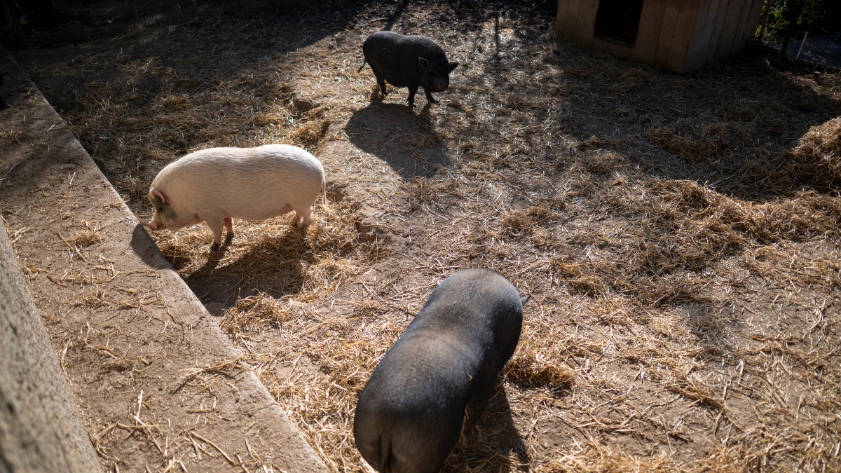 España confirma la muerte por peste porcina de diez jabalíes más en la zona del primer foco