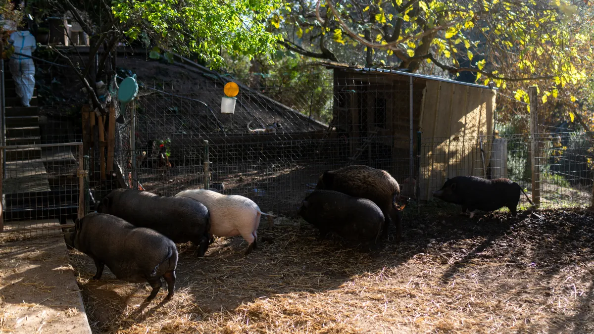 Bruselas mantiene las medidas de control en la zona infectada de peste porcina en España
