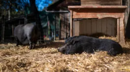 Agricultura designa a seis científicos para asesorar sobre el brote de peste porcina