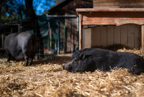 Agricultura designa a seis científicos para asesorar sobre el brote de peste porcina