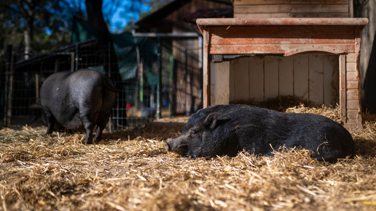 Agricultura designa a seis científicos para asesorar sobre el brote de peste porcina