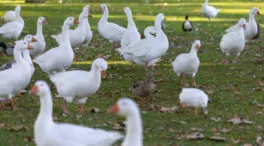 Madrid registra un nuevo caso de gripe aviar y eleva a 21 los focos detectados