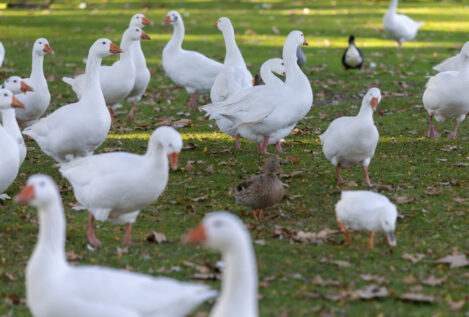 Madrid registra un nuevo caso de gripe aviar y eleva a 21 los focos detectados