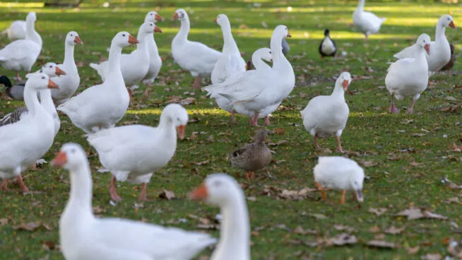 Madrid registra un nuevo caso de gripe aviar y eleva a 21 los focos detectados