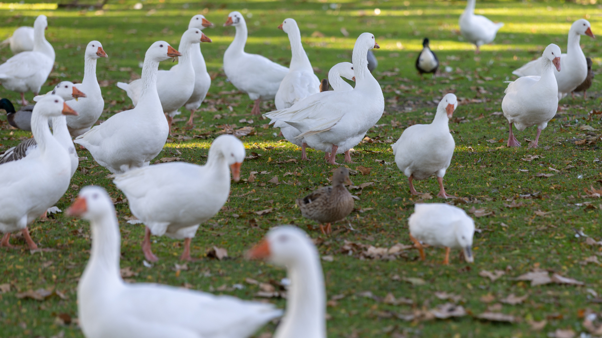 Madrid registra un nuevo caso de gripe aviar y eleva a 21 los focos detectados