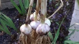 Ajos en las plantas: el truco de un jardinero que protege tu hogar de plagas