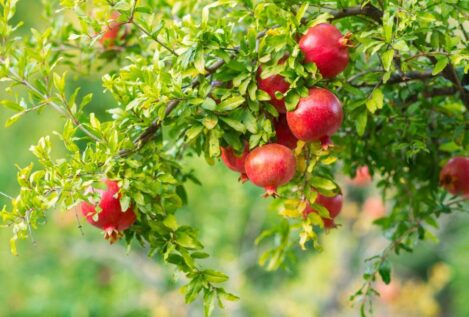 El árbol frutal resistente al frío que da sombra en verano y soporta el invierno