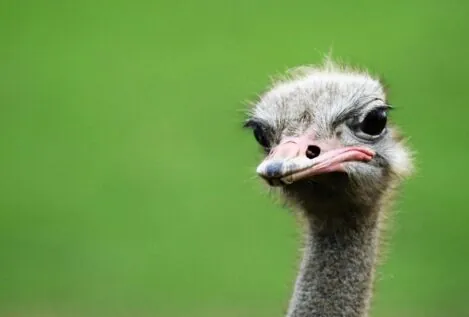 Qué puedo aprender de un avestruz