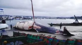 Retiran del mar una ballena de 30 toneladas que apareció muerta en la costa de La Coruña