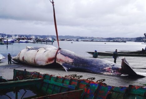 Retiran del mar una ballena de 30 toneladas que apareció muerta en la costa de La Coruña