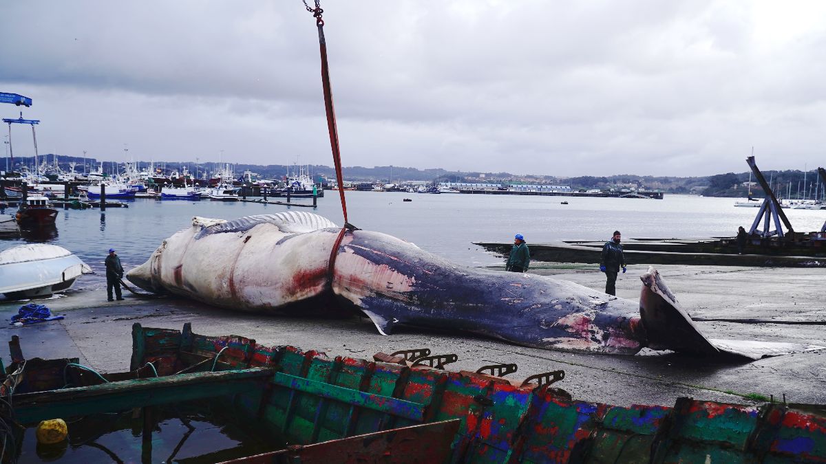 Retiran del mar una ballena de 30 toneladas que apareció muerta en la costa de La Coruña