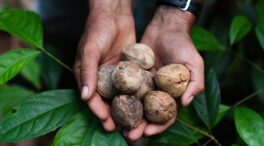 Sembrando desarrollo sostenible en la Amazonía: el Proyecto País de Sesderma