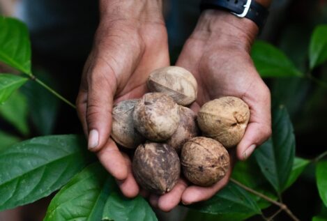 Sembrando desarrollo sostenible en la Amazonía: el Proyecto País de Sesderma