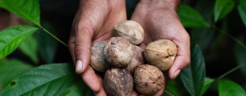 Sembrando desarrollo sostenible en la Amazonía: el Proyecto País de Sesderma