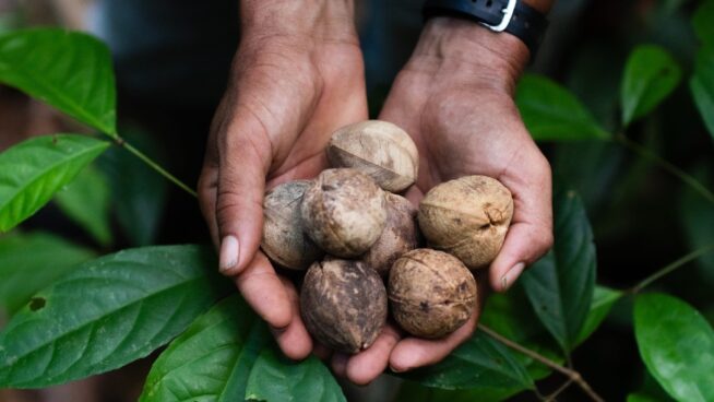 Sembrando desarrollo sostenible en la Amazonía: el Proyecto País de Sesderma
