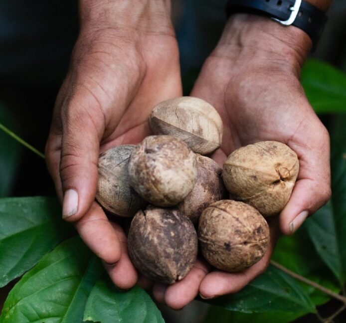 Sembrando desarrollo sostenible en la Amazonía: el Proyecto País de Sesderma