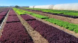 Reducir los envíos del trasvase Tajo-Segura pone en riesgo el desarrollo económico de la Región de Murcia