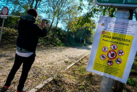 Miles de cerdos sacrificados y pérdidas millonarias por la peste porcina en la UE
