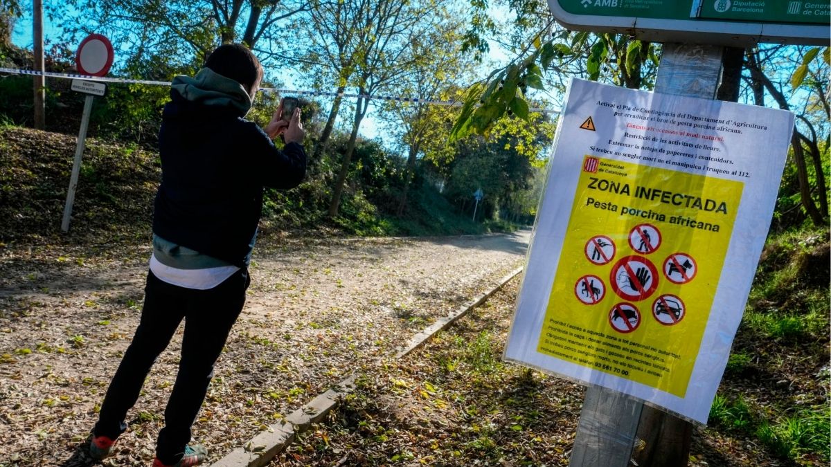 Miles de cerdos sacrificados y pérdidas millonarias por la peste porcina en la UE