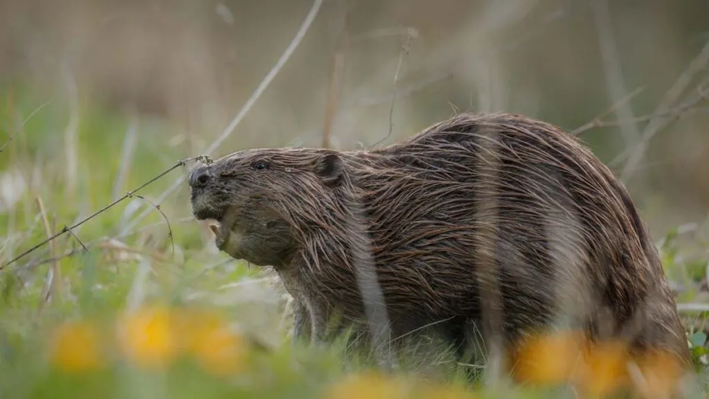 castor-salvaje-ensenar-dientes