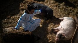Cataluña confirma que otros dos jabalíes han dado positivo en peste porcina africana