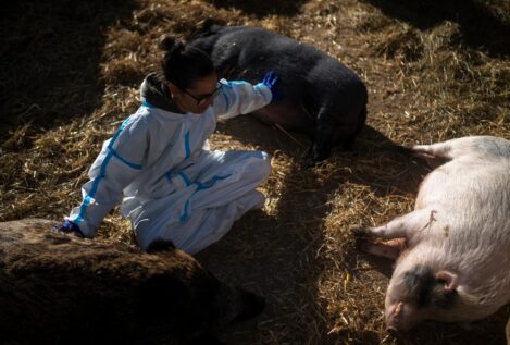 Cataluña confirma que otros dos jabalíes han dado positivo en peste porcina africana