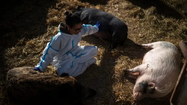 Cataluña confirma que otros dos jabalíes han dado positivo en peste porcina africana