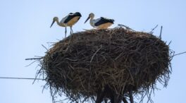 Madrid confirma cuatro focos de gripe aviar en cigüeñas en Getafe, Arganda, Rivas y Boadilla