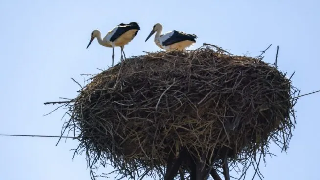 Madrid confirma cuatro focos de gripe aviar en cigüeñas en Getafe, Arganda, Rivas y Boadilla