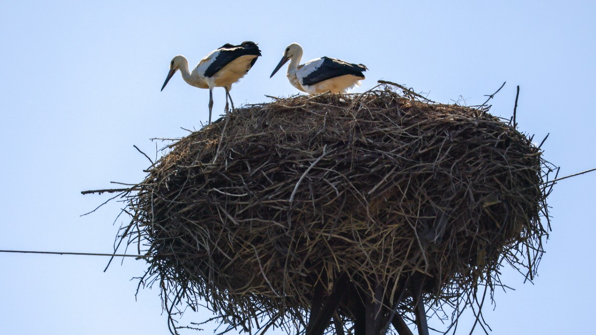 Madrid confirma cuatro focos de gripe aviar en cigüeñas en Getafe, Arganda, Rivas y Boadilla