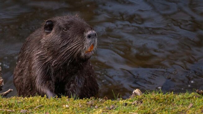 Lo que los dientes de un castor nos podrían enseñar sobre odontología en el futuro