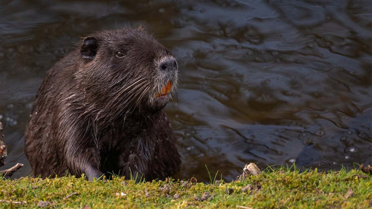 Lo que los dientes de un castor nos podrían enseñar sobre odontología en el futuro