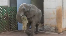 Muere el elefante Jums, macho dominante de Cabárceno tras una pelea con su hijo