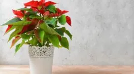 Un experto en plantas: «Antes de comprar una flor de Pascua debes revisar el tallo»