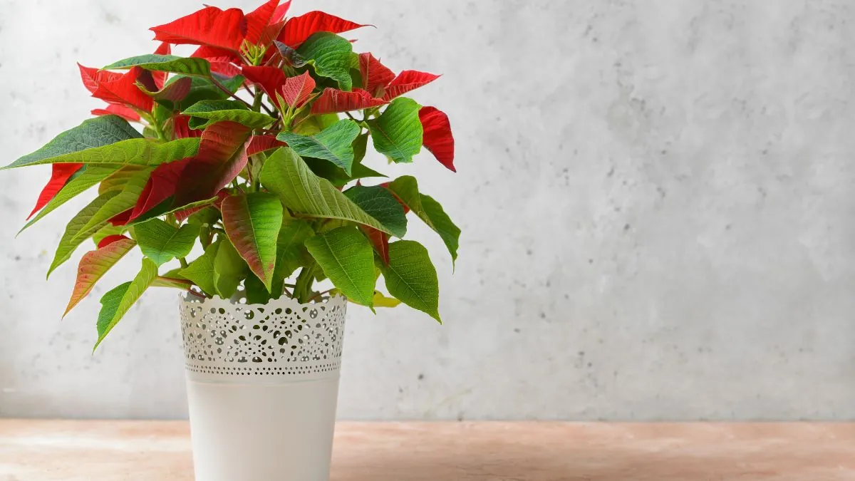 Un experto en plantas: «Antes de comprar una flor de Pascua debes revisar el tallo»