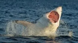 Lo que los dientes nos enseñan sobre la evolución de la vida acuática