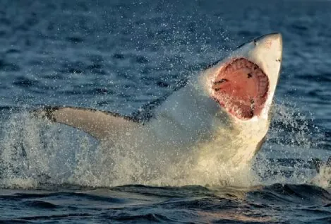 Lo que los dientes nos enseñan sobre la evolución de la vida acuática