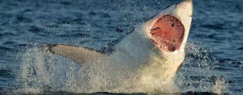 Lo que los dientes nos enseñan sobre la evolución de la vida acuática