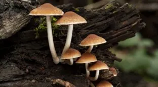 Qué dice la ciencia sobre el hongo reishi: seis beneficios y sus contraindicaciones
