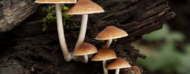 Qué dice la ciencia sobre el hongo reishi: seis beneficios y sus contraindicaciones