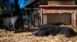 Cataluña matará como mínimo a 60.000 jabalíes para frenar la peste porcina africana