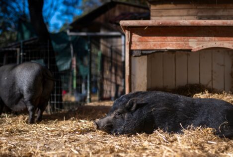 Cataluña matará como mínimo a 60.000 jabalíes para frenar la peste porcina africana