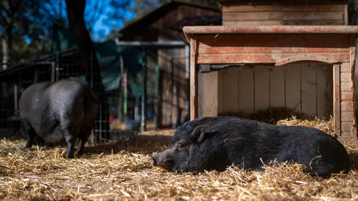 Cataluña matará como mínimo a 60.000 jabalíes para frenar la peste porcina africana