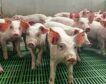 Los ganaderos cierran un año negro por la gripe aviar, la peste porcina y la competencia exterior