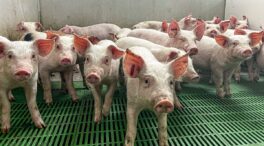 Extremadura declara la emergencia temporal y cancela la caza por la peste porcina africana