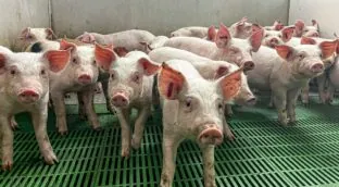 Los ganaderos cierran un año negro por la gripe aviar, la peste porcina y la competencia exterior