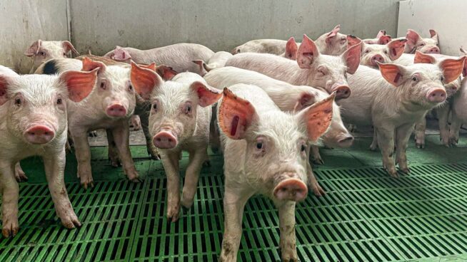 Extremadura declara la emergencia temporal y cancela la caza por la peste porcina africana