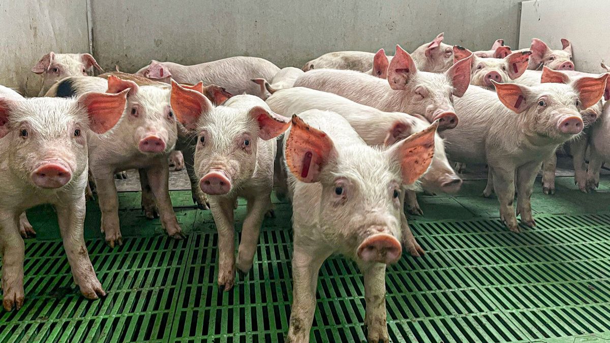 Extremadura declara la emergencia temporal y cancela la caza por la peste porcina africana