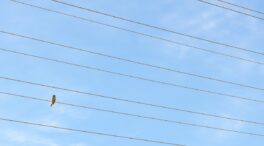 Las eléctricas llevarán a los tribunales la tasa de la CNMC pese al criterio del Consejo de Estado