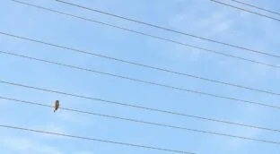 Las eléctricas llevarán a los tribunales la tasa de la CNMC pese al criterio del Consejo de Estado